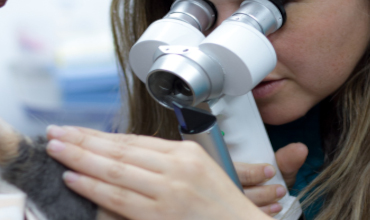 Veterinaria observando un gato usando equipo medico