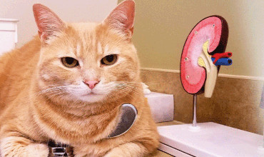 Gato naranjo mirando la camara y al lado una maqueta de riñon