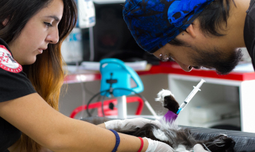 Veterinarios preparando un perro para el quirófano