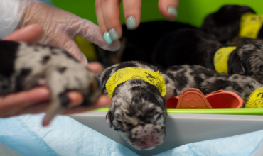 Cachorros buldog recien nacidos
