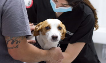 Perro mirando a la camara mietras es revisado por veterinaria