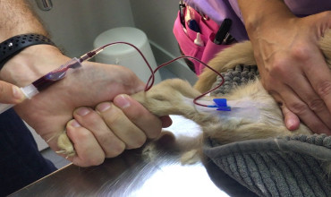 Extracción de sangre desde una pierna de perro