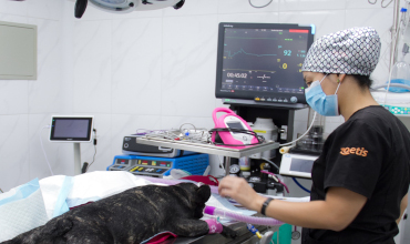 Perro tendido en camilla del quirófano