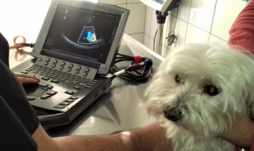 Ecografía a un perro en clinica