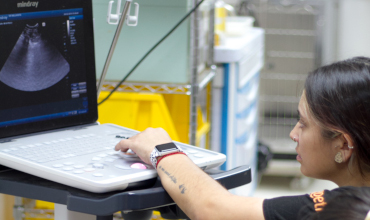 Observando ecografía de un perro