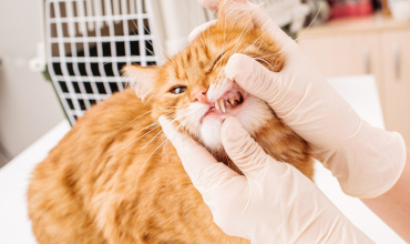 Revisando los dientes de un gato color naranjo en una consulta