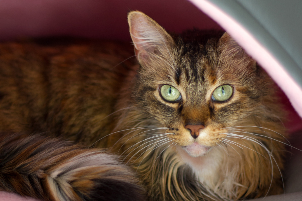 Gata lladama Menta que atiende en la clinica.