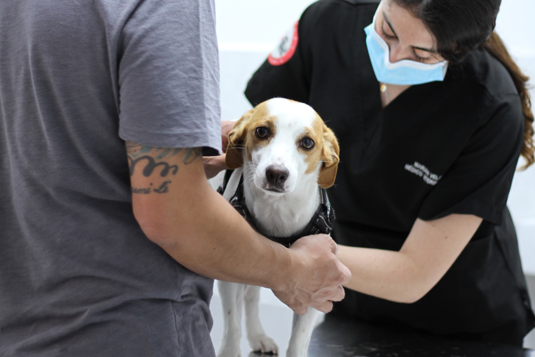 Veterinaria atendiendo un perro que esta mirando de frente