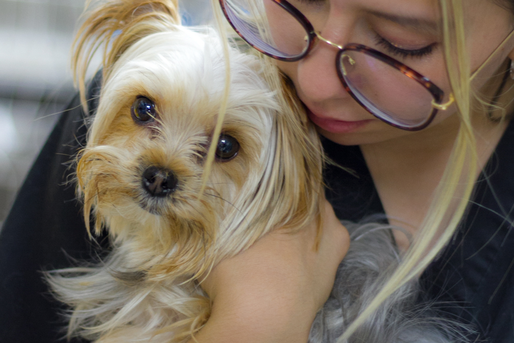 Acariciando un perro