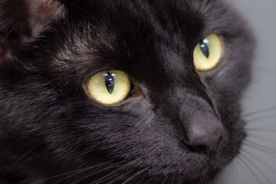 Gata lladama Menta que atiende en la clinica.