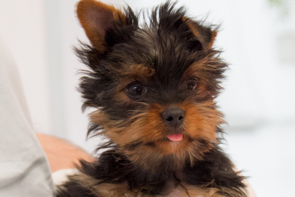 Perro yorkshire con lengua afuera