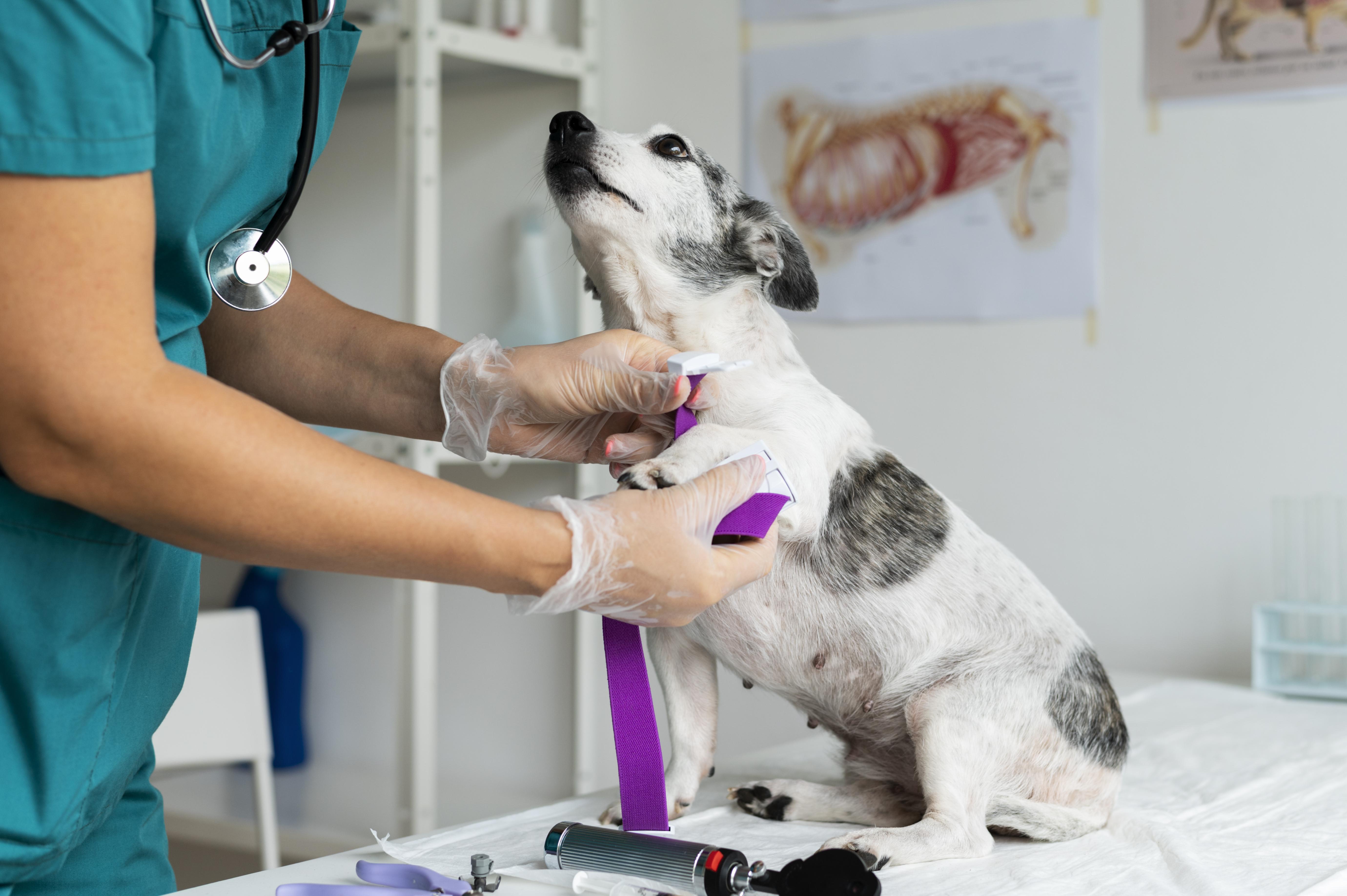 Perro sentado en una mesa donde un veterinario esta vendando su pata