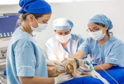 Tres veterinarios con un perro en pabellón quirófano