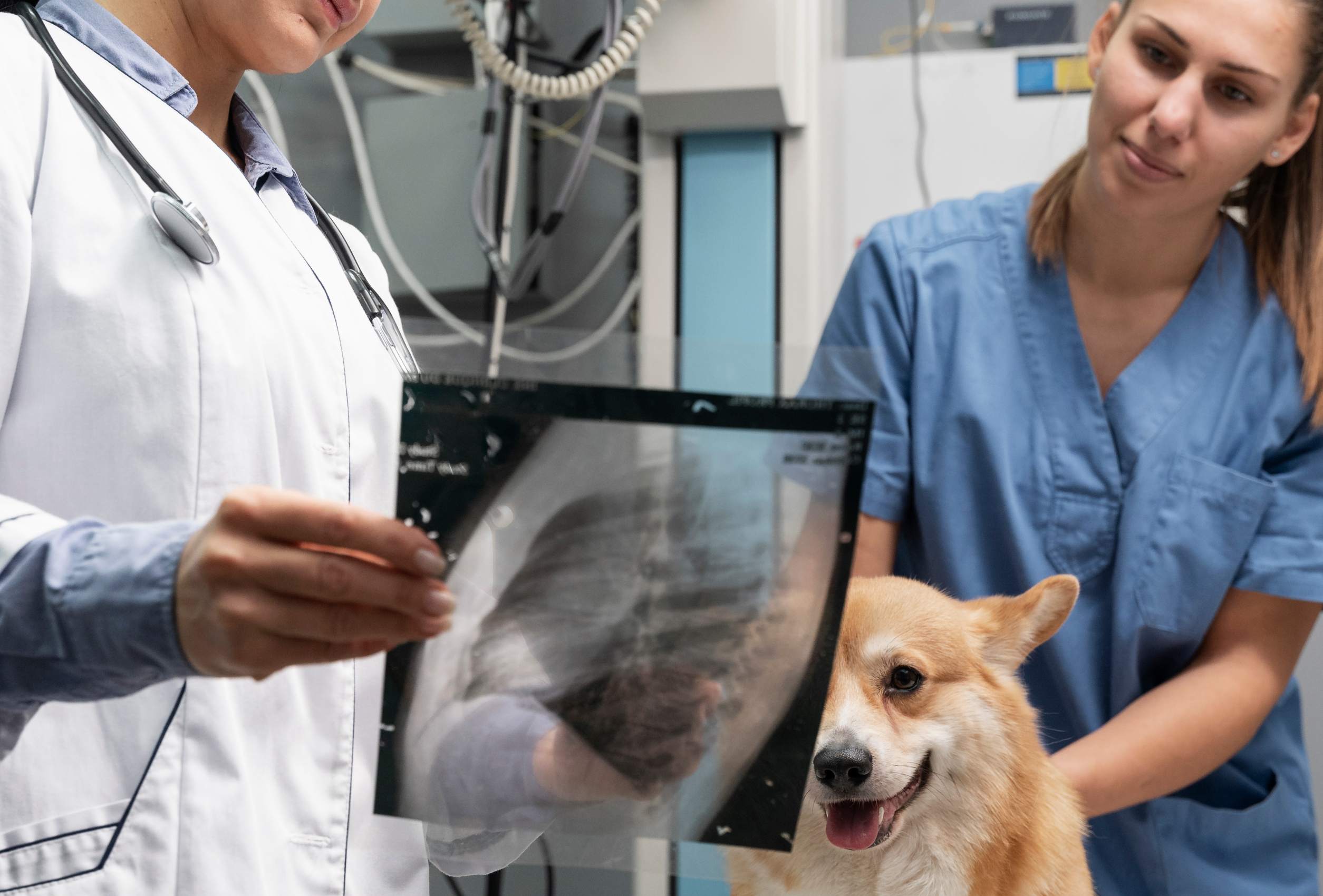 Veterinaria con una radiografia en la mano y perro mirando